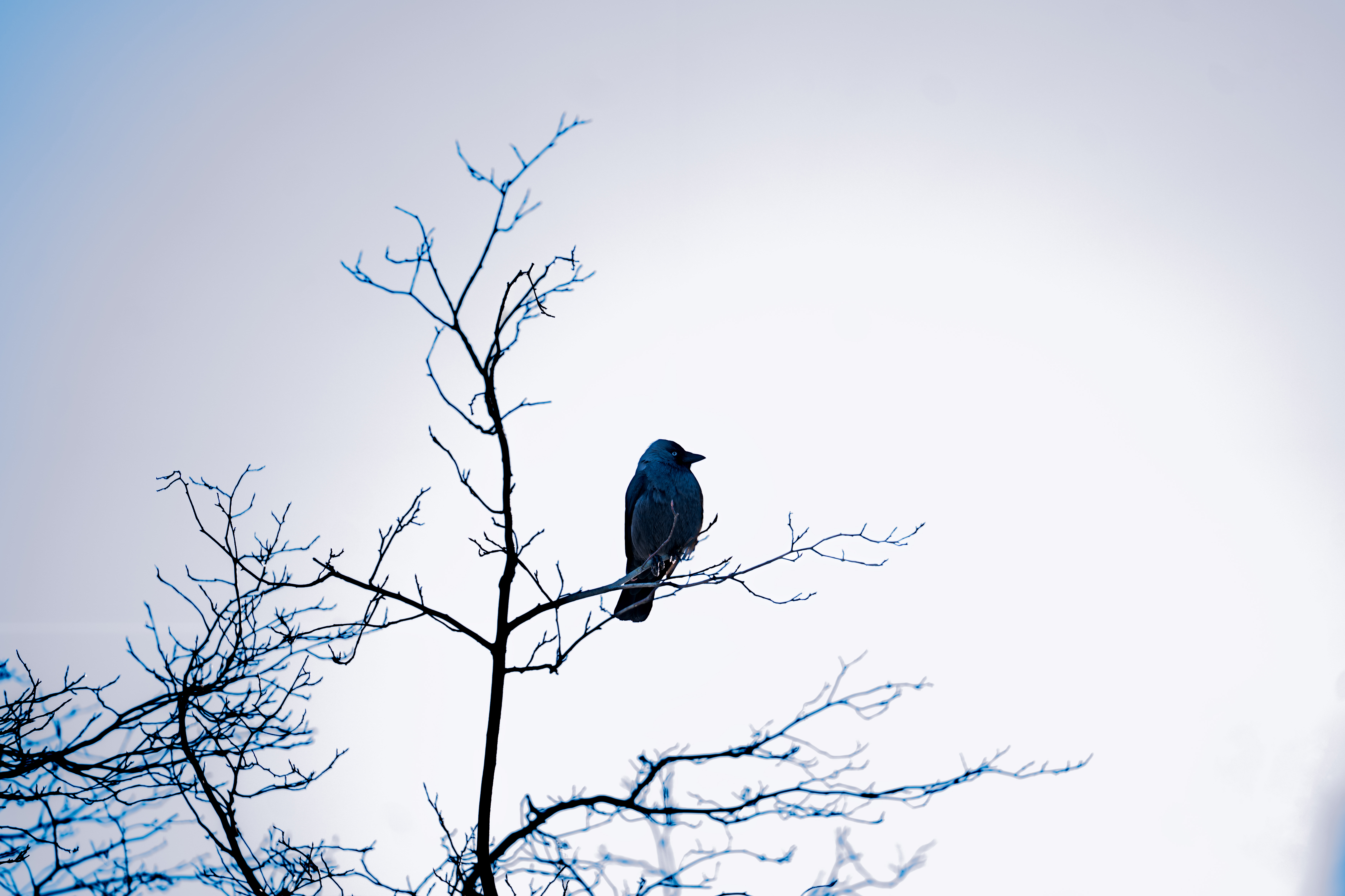 Bird in the snow