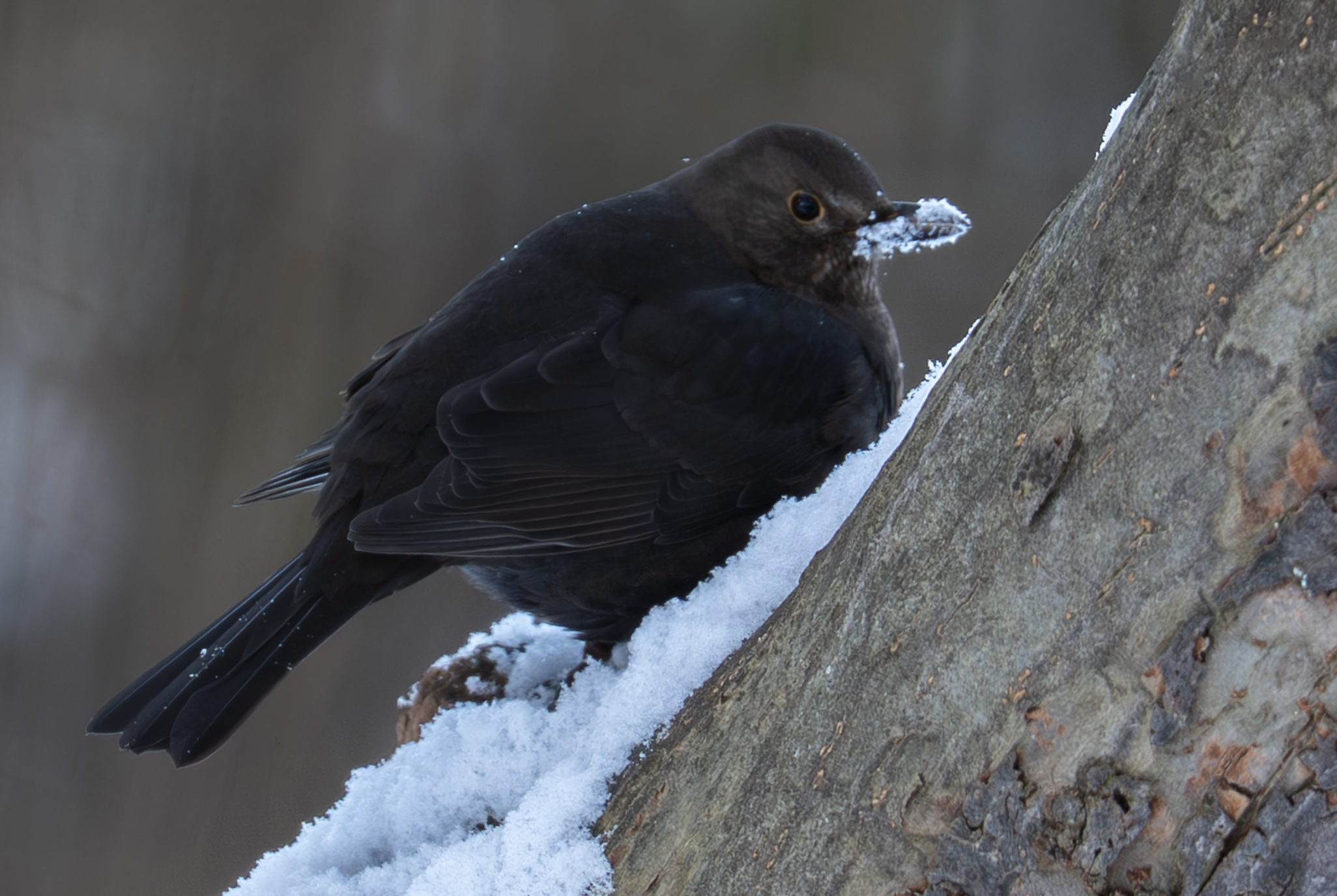 Bird in the snow