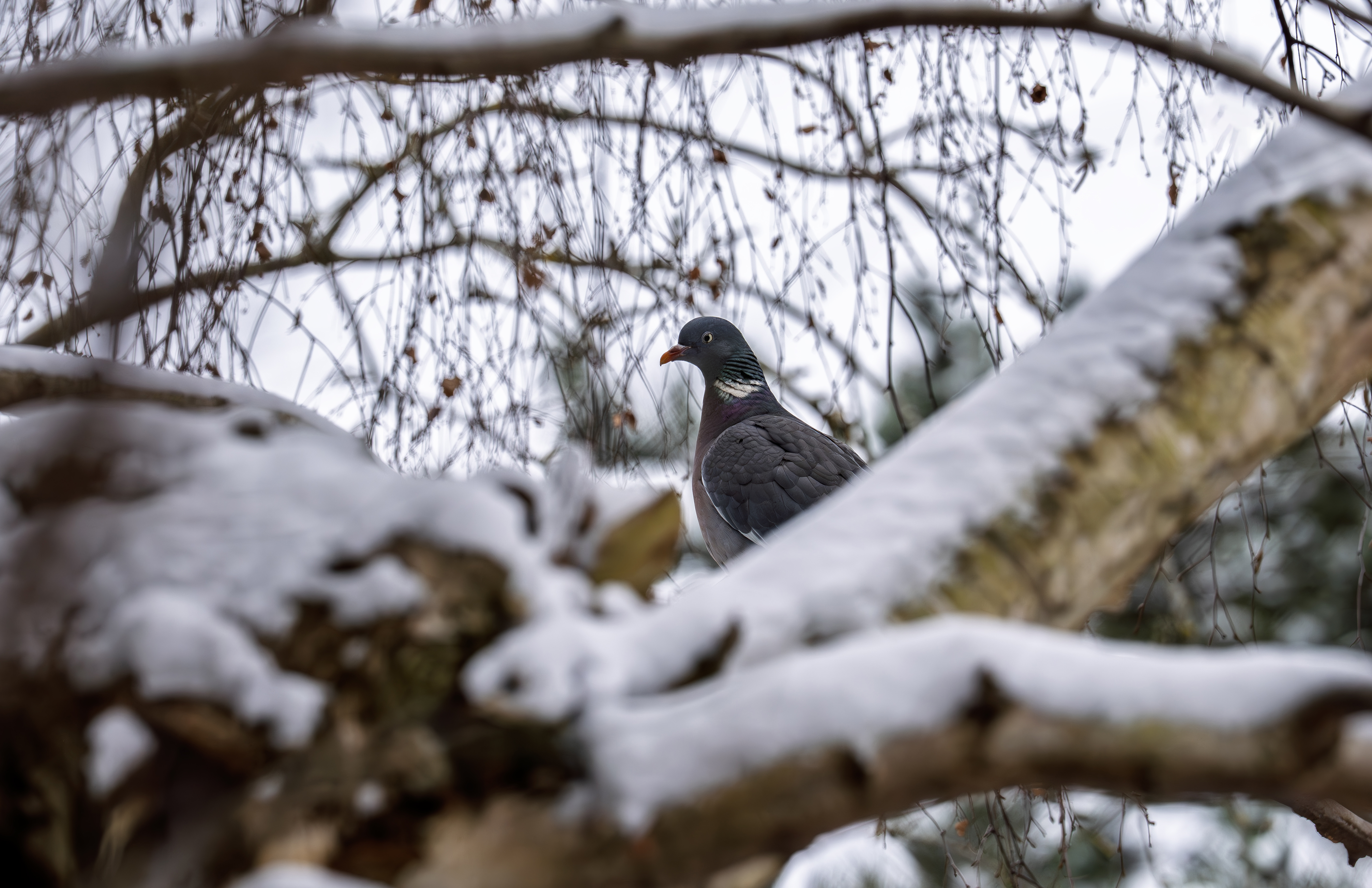 Bird in the snow